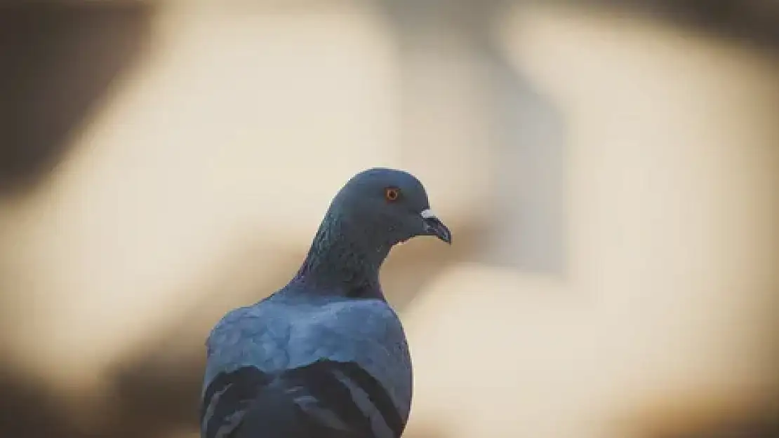 Rüyada gri güvercin görmek: Barış mı, belirsizlik mi?