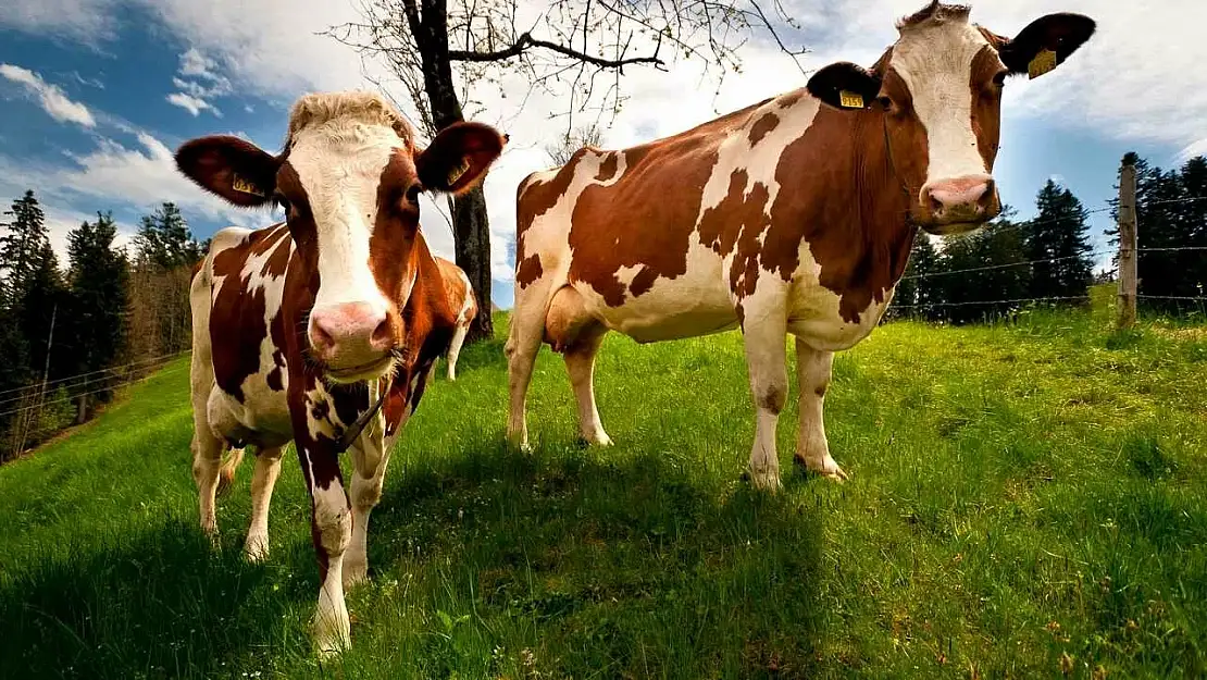 Rüyada inek görmek: Bolluk, huzur ve sabır mı geliyor?