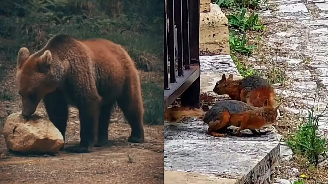 Safranbolu'da doğal yaşam kameralara takıldı