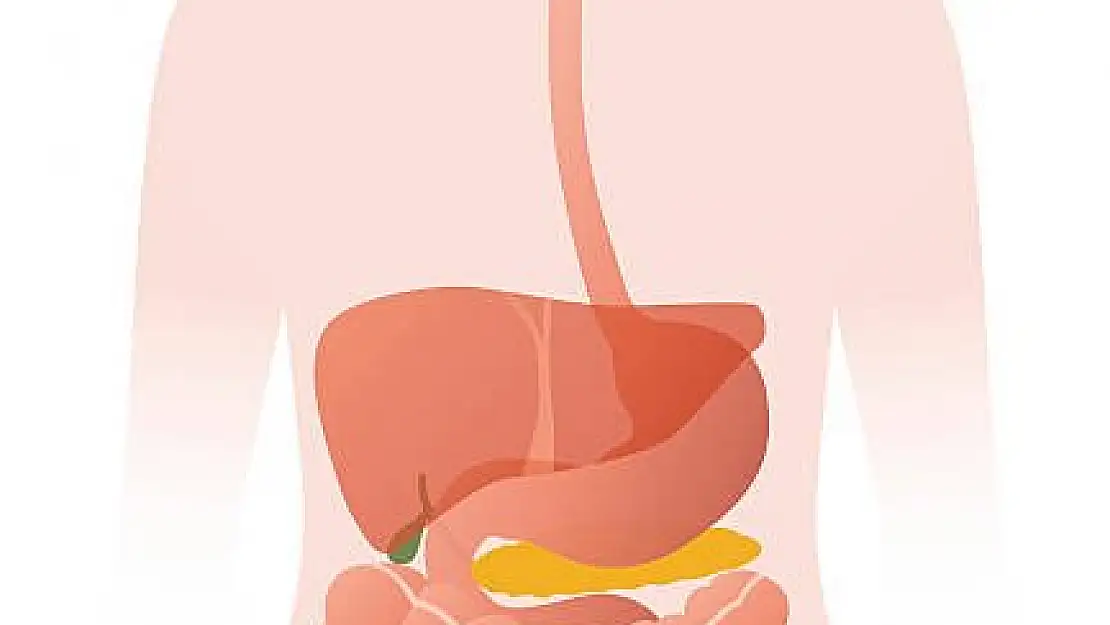 Sağlıklı sindirim sistemi: Vücudun temel direği