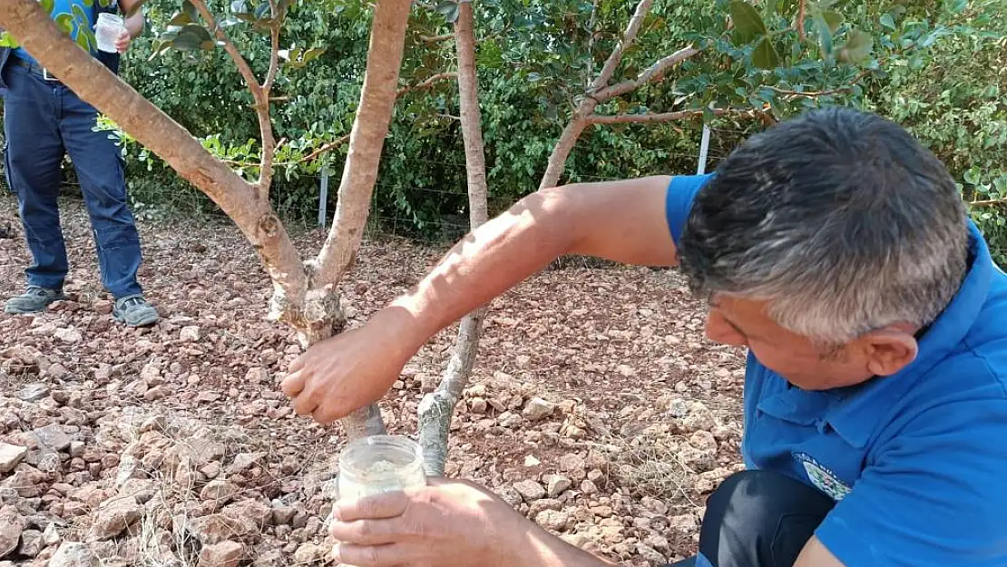 Sakız deneme bahçesi ilk ürünlerini verdi