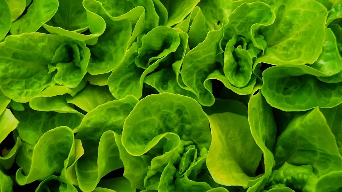 Salata için marul aldı, içinden çıkanla şok geçirdi!