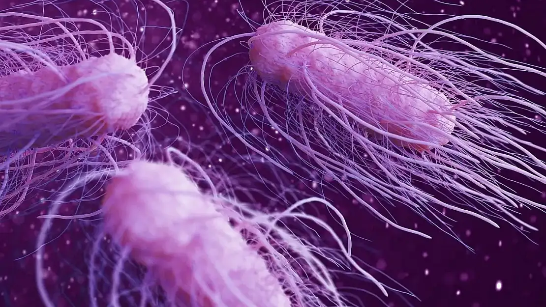 Salmonella bakterisi nedir, kimleri etkiler ve nasıl bulaşır?