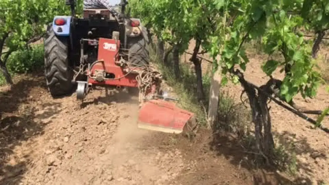 Sarıgöl Ovası’ndaki bağlarda hasat sezonu hazırlıklarına başlandı.