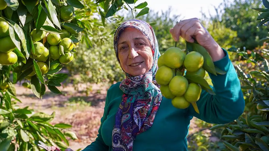 Satsuma mandalinasında hasat dönemi