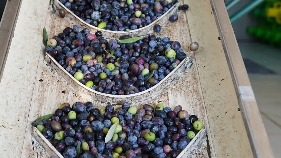 Seferihisar Belediyesi Beyler Zeytinyağı Fabrikası’ndan üreticiye destek! 