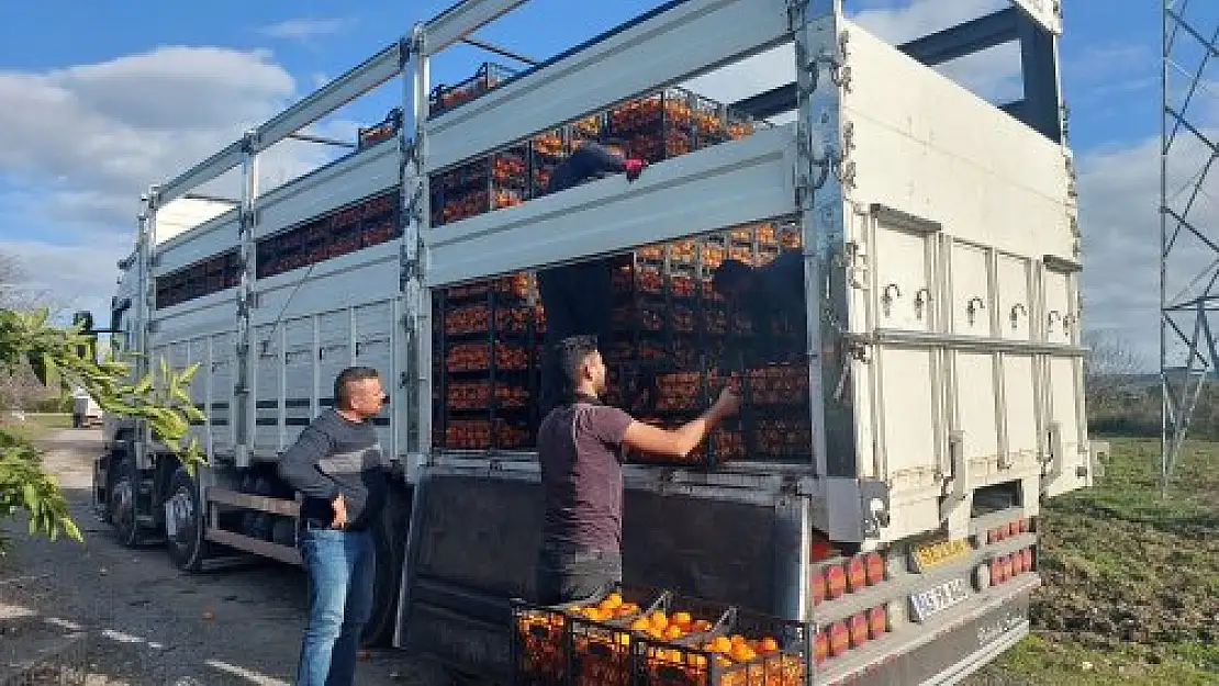 Seferihisar Belediyesi’nden depremzedelere 15 ton mandalina