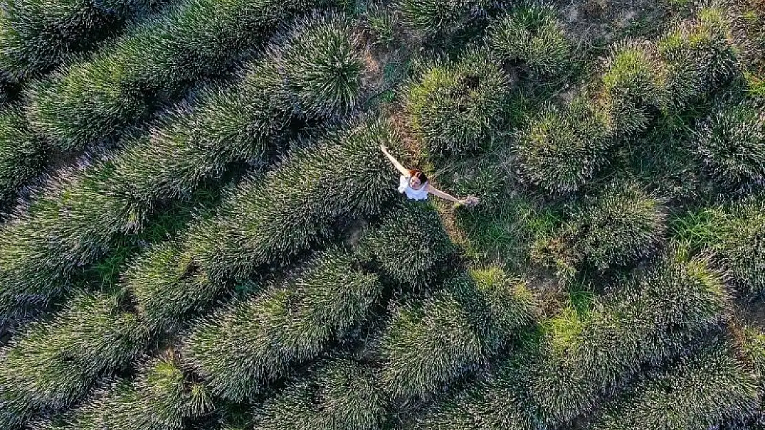 Seferihisar’da Lavanta  hasadı Şenliği