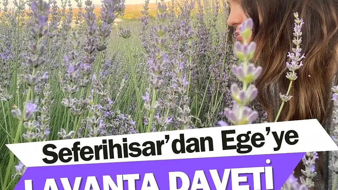 Seferihisar’da lavanta hasadı zamanı