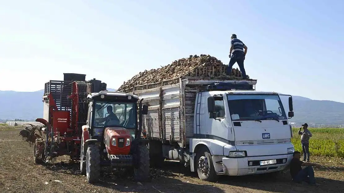 Şeker pancarı hasadı sürüyor