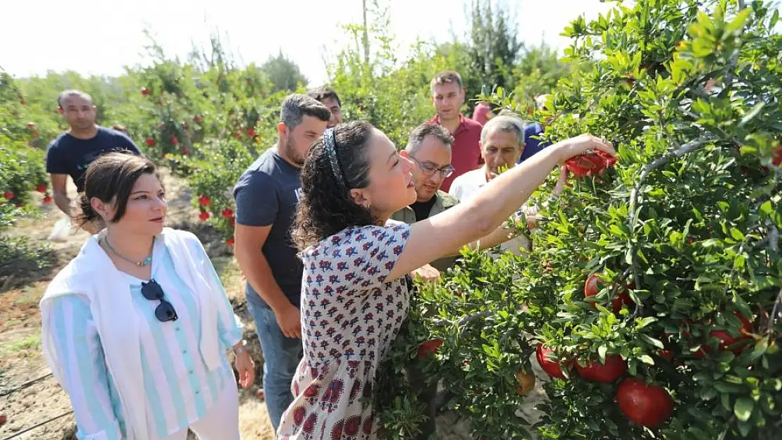 Selçuk’ta nar şenliği çoşkuyla yapıldı