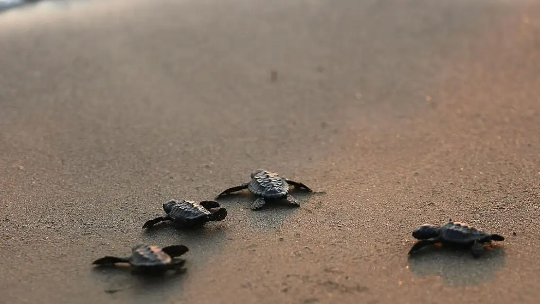 Sezonun ilk Caretta’ları koruma altında