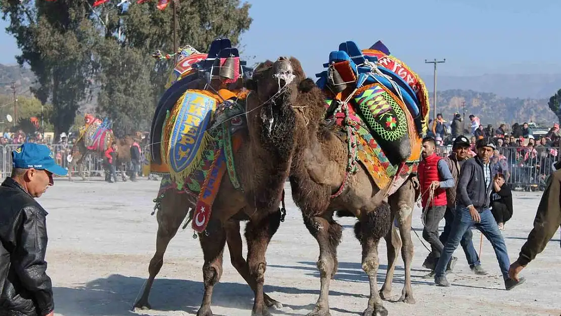 Sezonun ilk deve güreşi Kuyulu'da gerçekleşecek