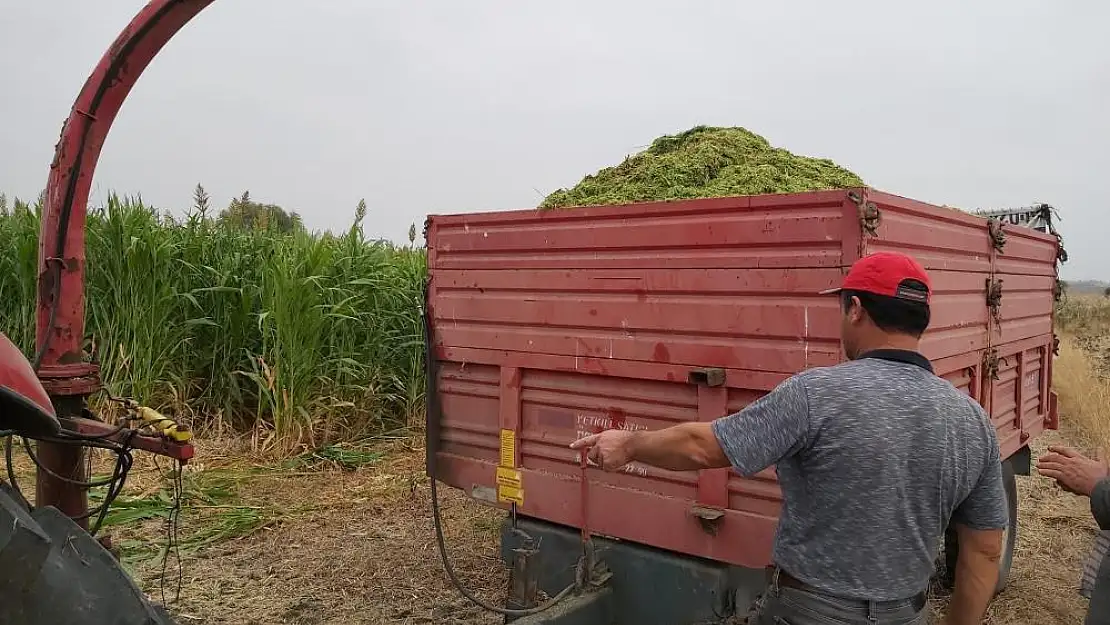 Silajda hasat zamanı