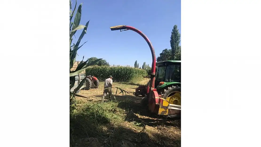 Silajlık yem yapımına başlandı