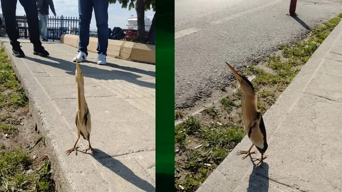 Sinop sahilinde nadir görülen balaban kuşu şaşırttı