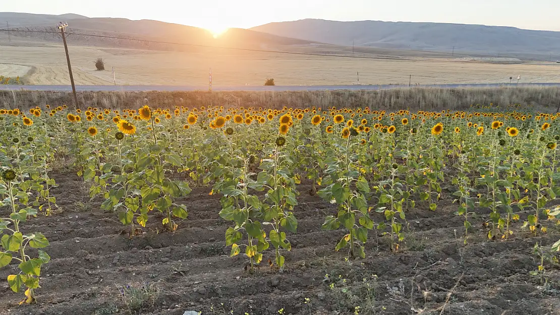 Sivas, Edirne'ye rakip olmaya hazır