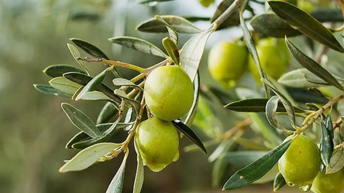 Sofralık zeytin ihracatı 110 bin tonla rekor kırdı