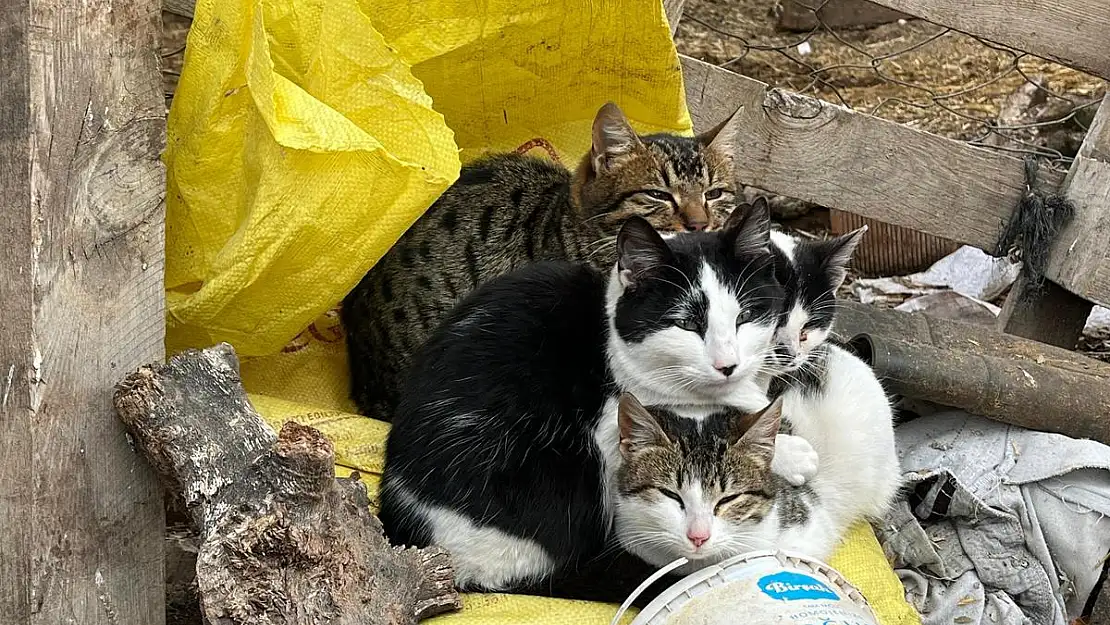 Soğuk havaya karşı birbirlerine sarıldılar!