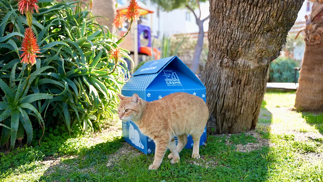 Sokak hayvanlarına sıcak yuva desteği | Kedi evlerine nasıl ulaşabilirsiniz?