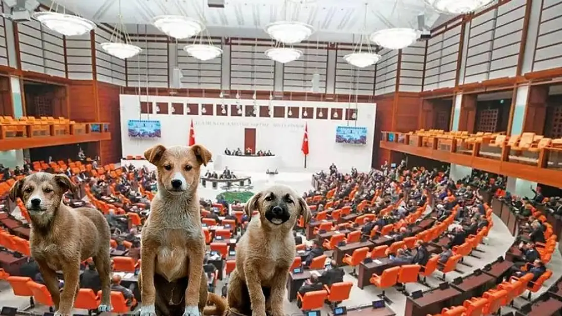 Sokak hayvanlarına yönelik yasa teklifinde 'ötenazi' ibaresi çıkarıldı