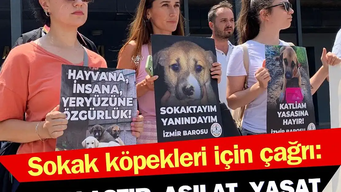 Sokak köpekleri öldürülmesin çağrısı: Kısırlaştır, aşılat, yaşat