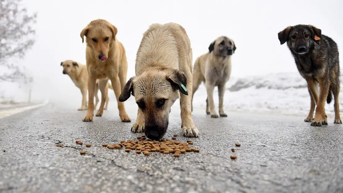 ‘Sokakta yaşayan köpekleri ölüme göndermeyeceğiz’