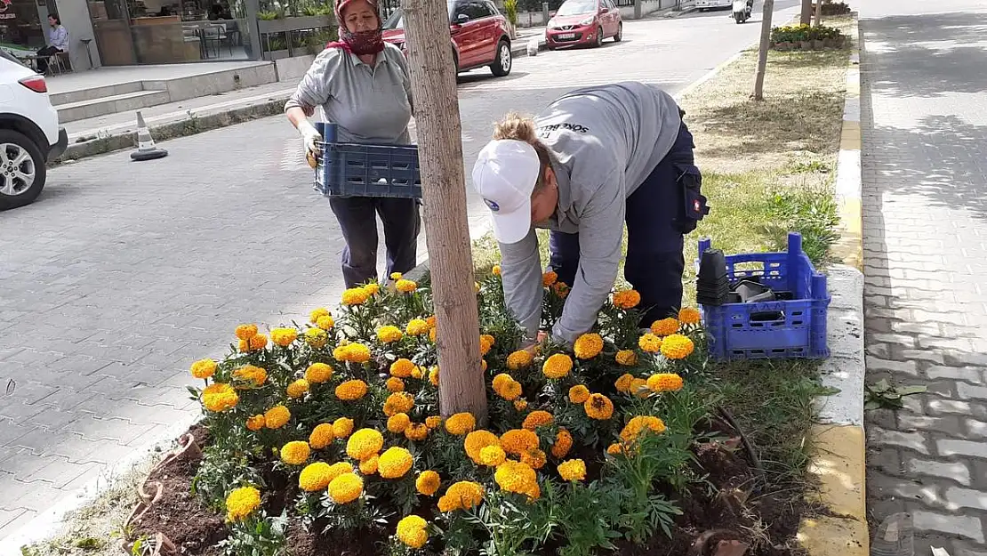 Söke çiçeklerle renkleniyor