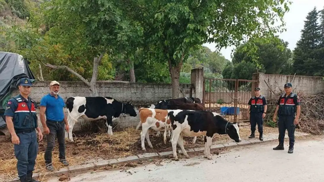 Söke’de kayıp 6 adet büyükbaş hayvanı jandarma ekipleri buldu