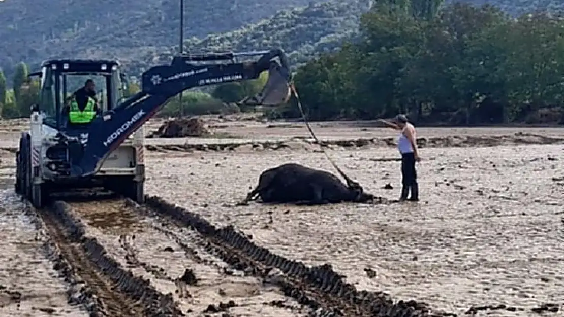 Söke’de sel felaketinin zararları ortaya çıkıyor