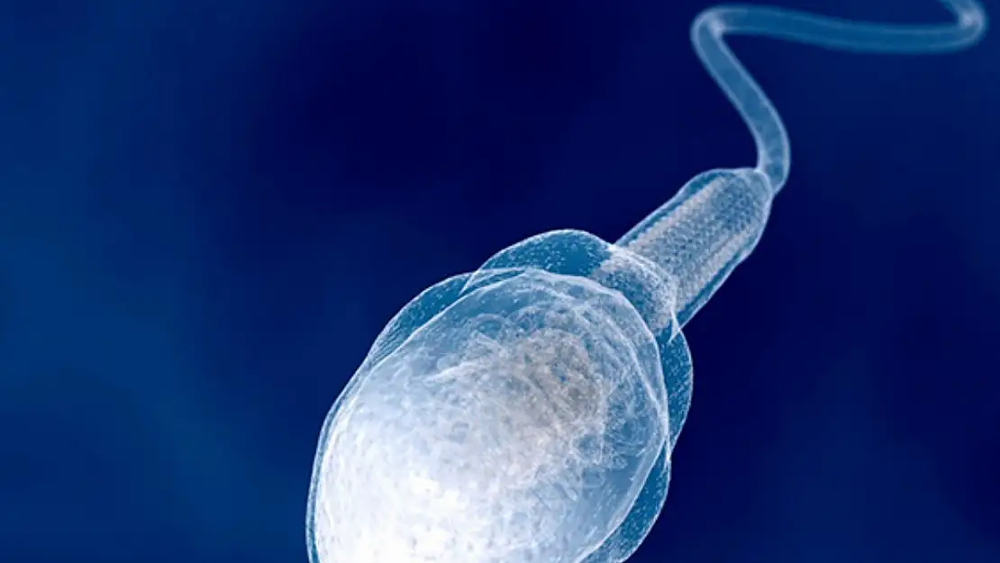 Sperm sayısını ve kalitesini neler etkiliyor?