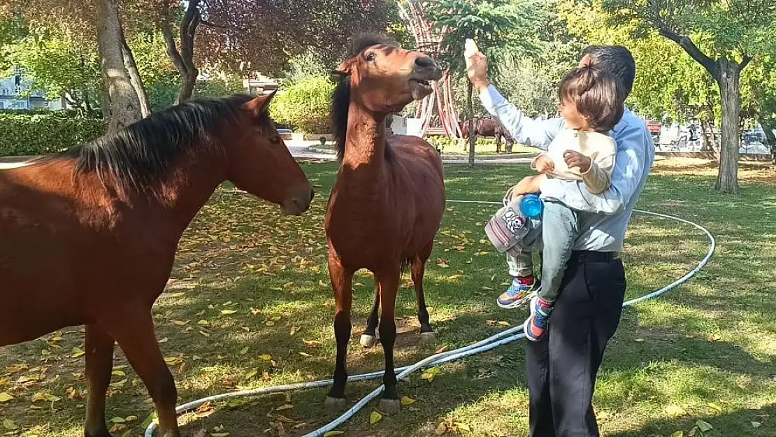 Spil Dağı Milli Parkı’nın sembolü olan yılkı atları şehir merkezine indi