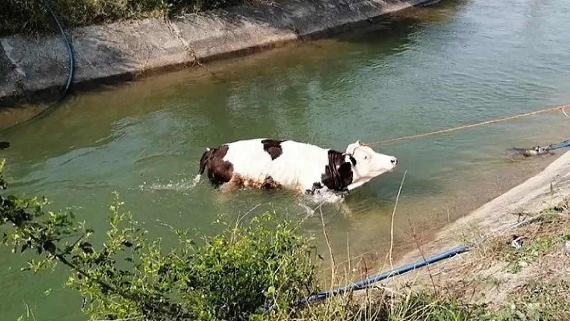 Su kanalına düşen inek!