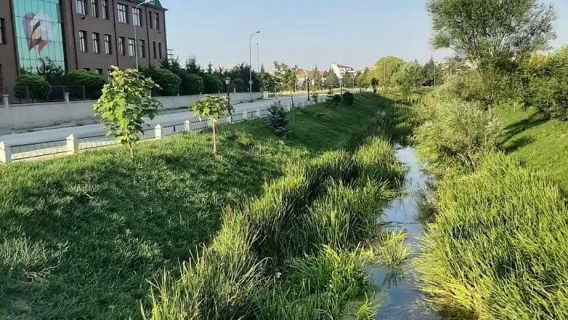 Su kesintisi yapılan deredeki onlarca balık telef oldu