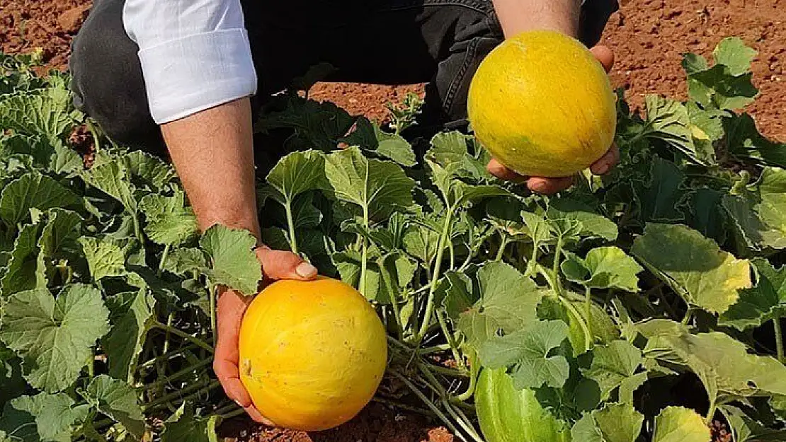 Susuz üretilen meşhur Çal kavununda hasat vakti