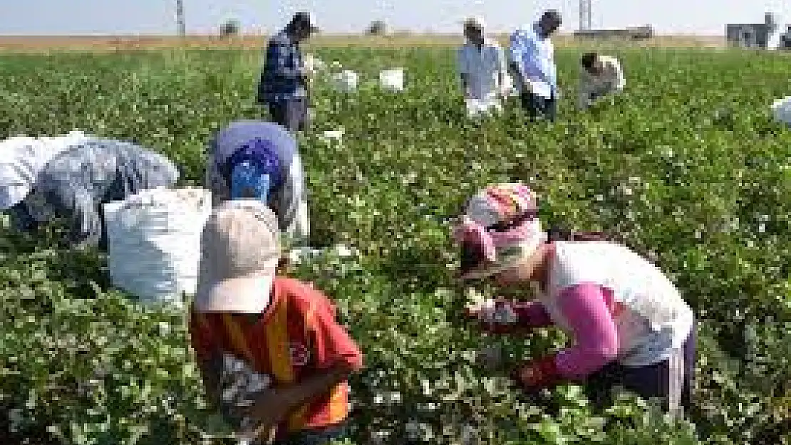 Tarım işçisi bayramı tarlada geçiriyor