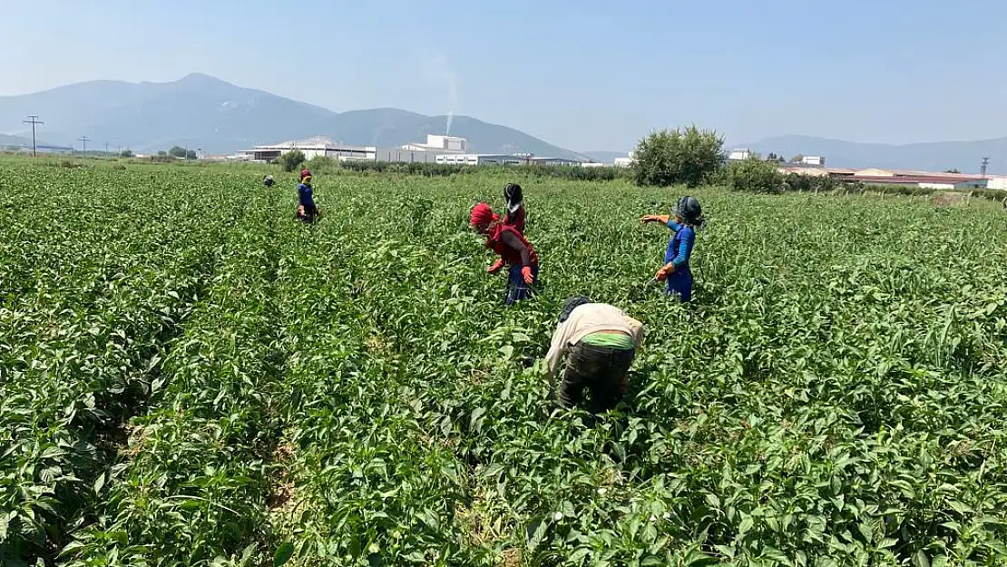 Tarımda işçi sıkıntısını ‘Suriyeli'ler kapattı!