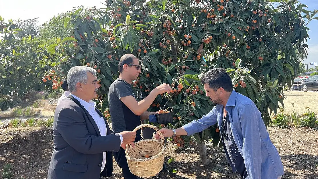 Tarsus’da yenidünya hasadı