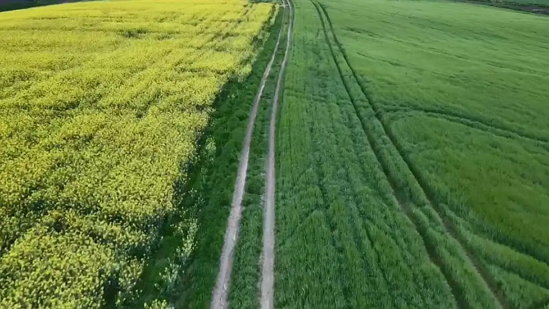 Tekirdağ'da kanola tarlaları çiçek açtı