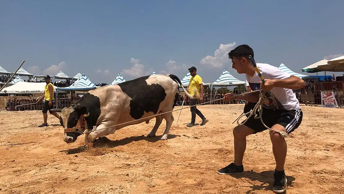 Tire, boğa güreşleriyle renklendi