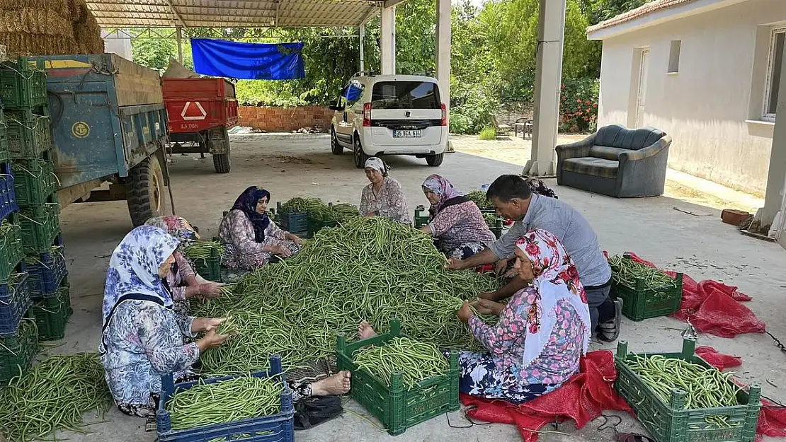 Tire’de börülce hasadı coşku ile başladı