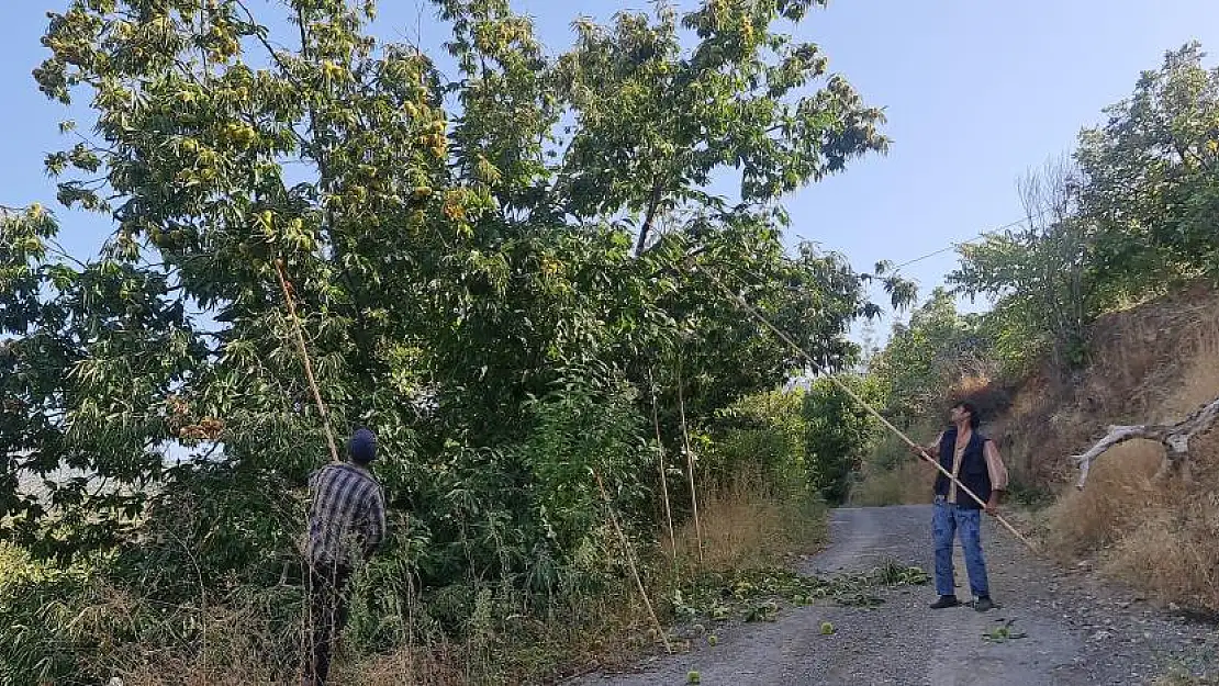 Tire’de kestane hasadı başladı