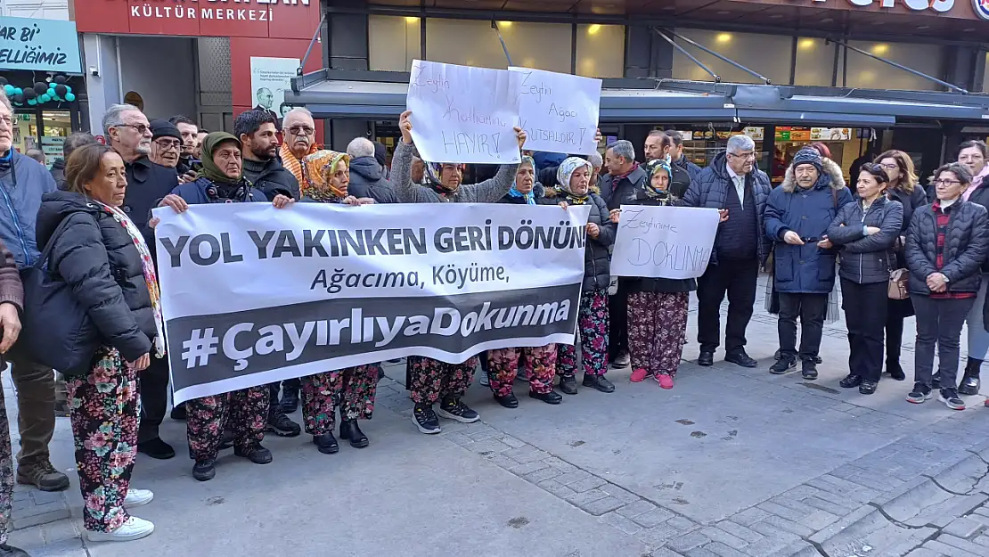 Tireliler zeytin ağaçlarını vermiyor