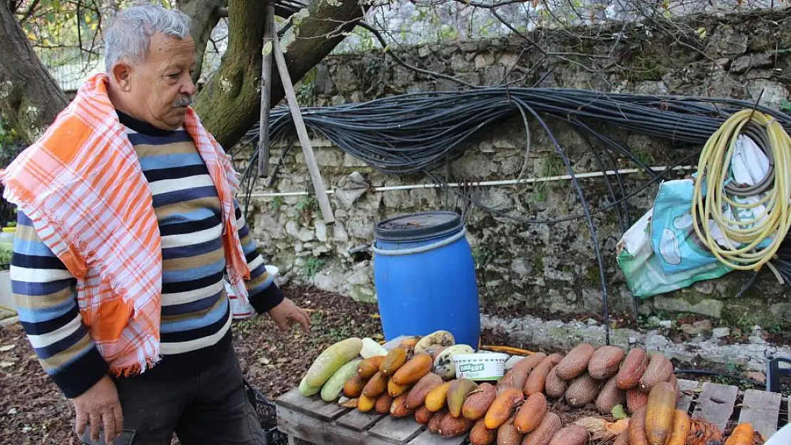 Topladığı ve çoğalttığı ata tohumlarına gözü gibi bakıyor