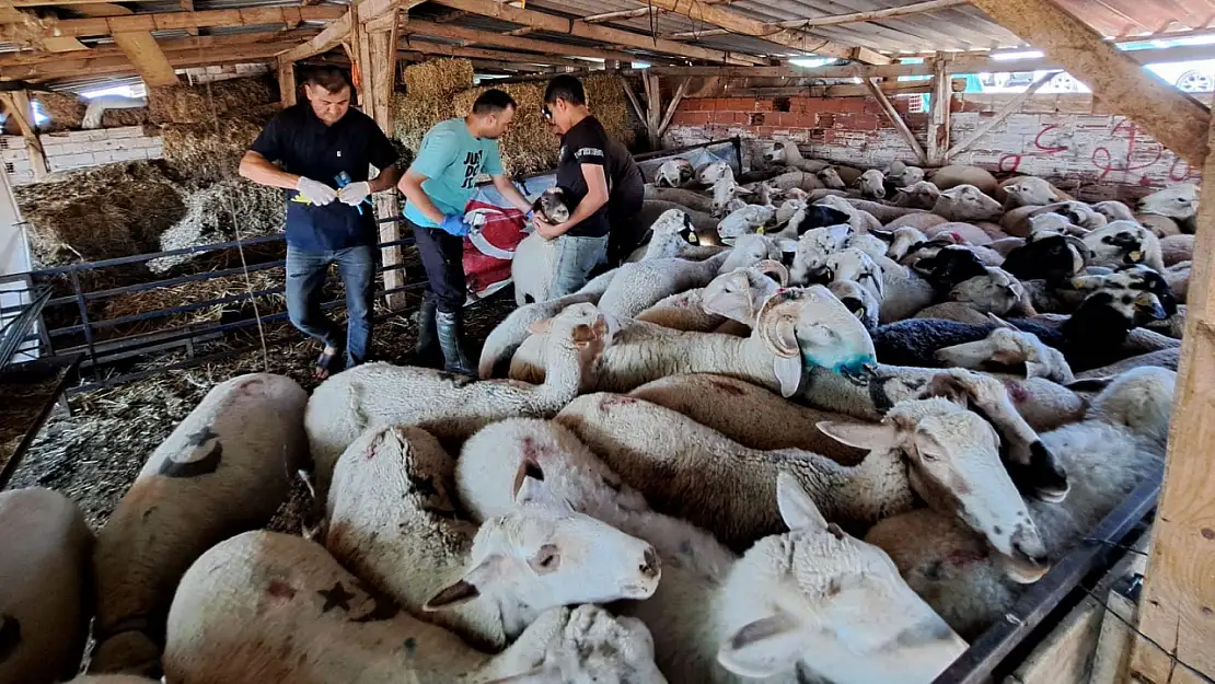 Torbalı'da küçükbaş hayvanlar kimliklendiriliyor