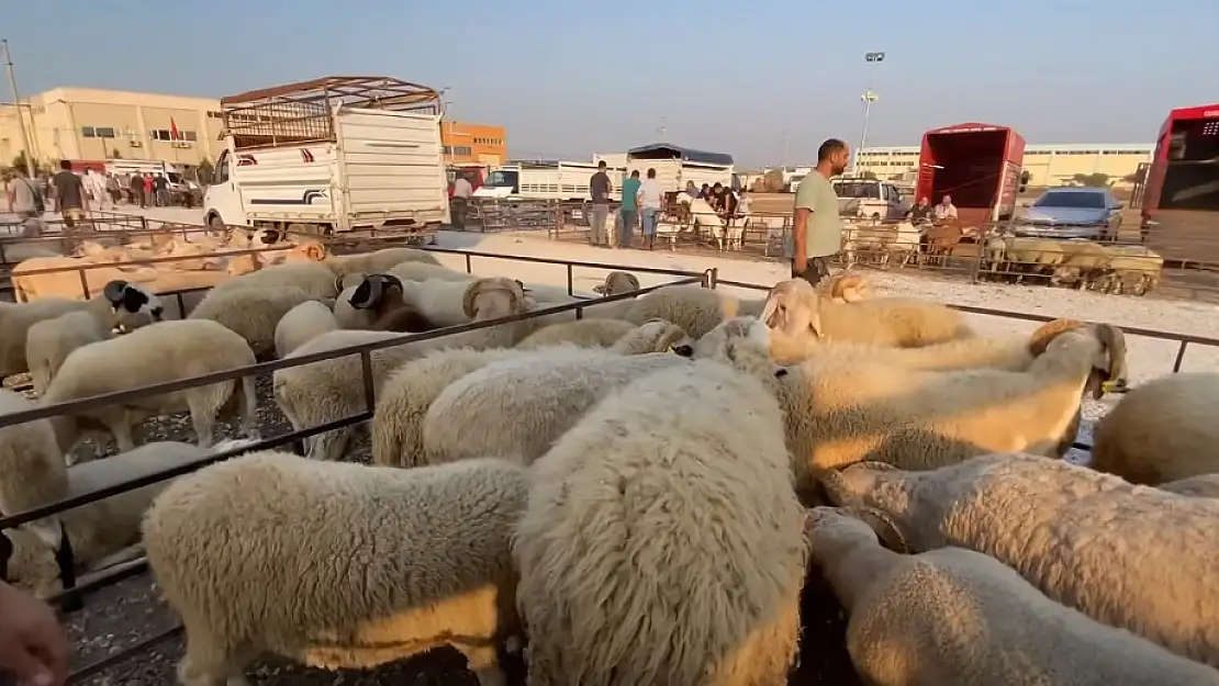 Torbalı hayvan pazarı sinek avlıyor