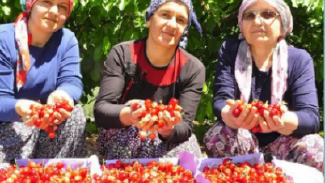 Torbalı kirazı Avrupa ülkelerinde tüketiliyor