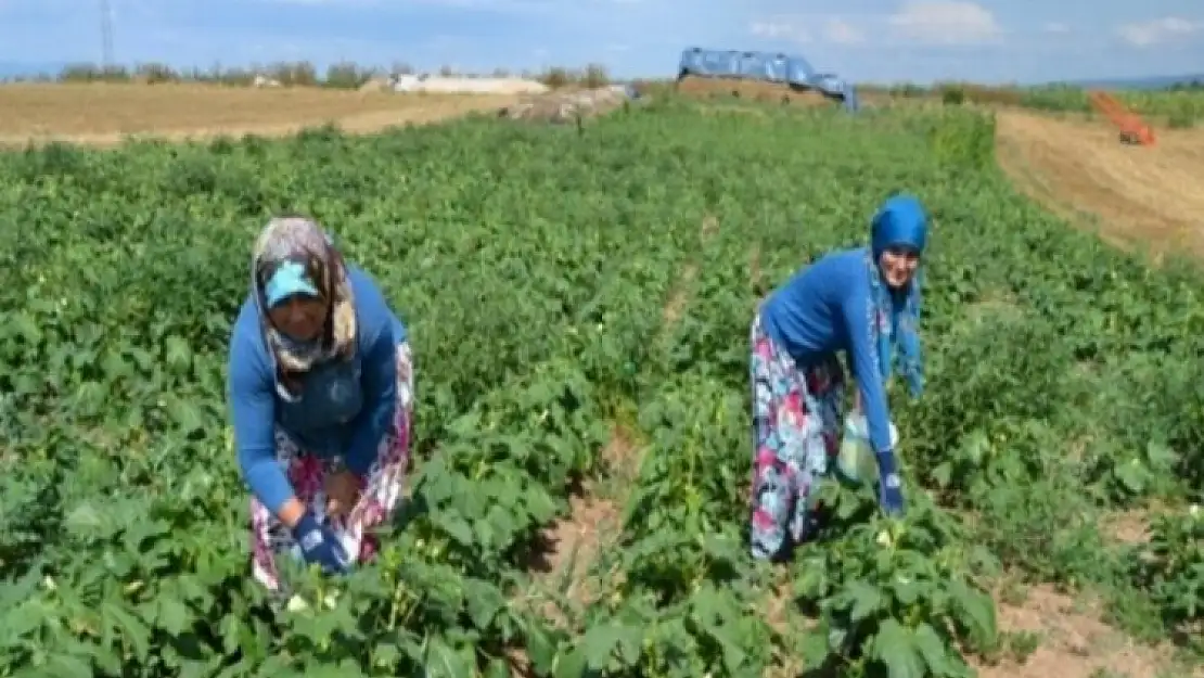 Torbalı Ovası’nda bamya hasadı heyecanı