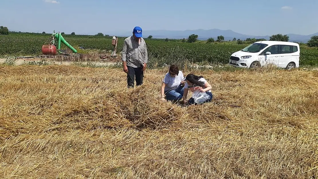 Torbalı Ovası’nda biçerdöver ve süne kontrolleri gerçekleşti