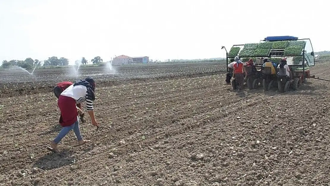 Torbalı Ovası'nda dikim vakti